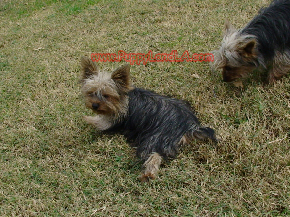 teacup yorkie